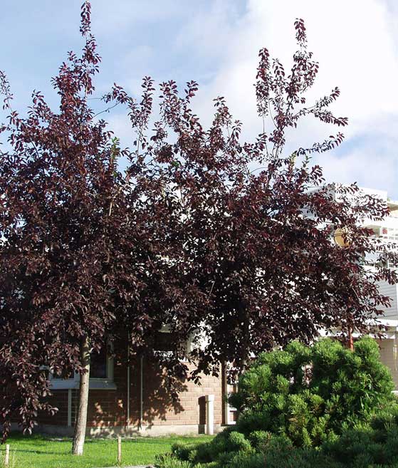 Rusotuomi